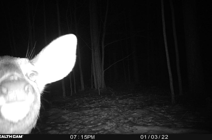 trail camera photo of white-tailed deer on Manistee Conservation District’s 40-acre parcel