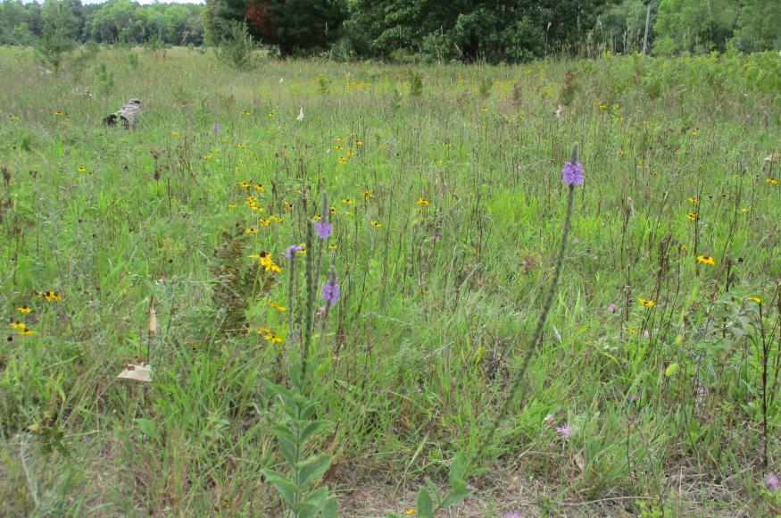 native wildflowers and grasses that were planted after killing non-native species with herbicide