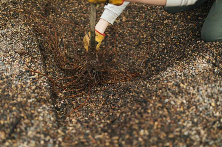 Tree in gravel bed. Photo credit: Mississippi Park Connection