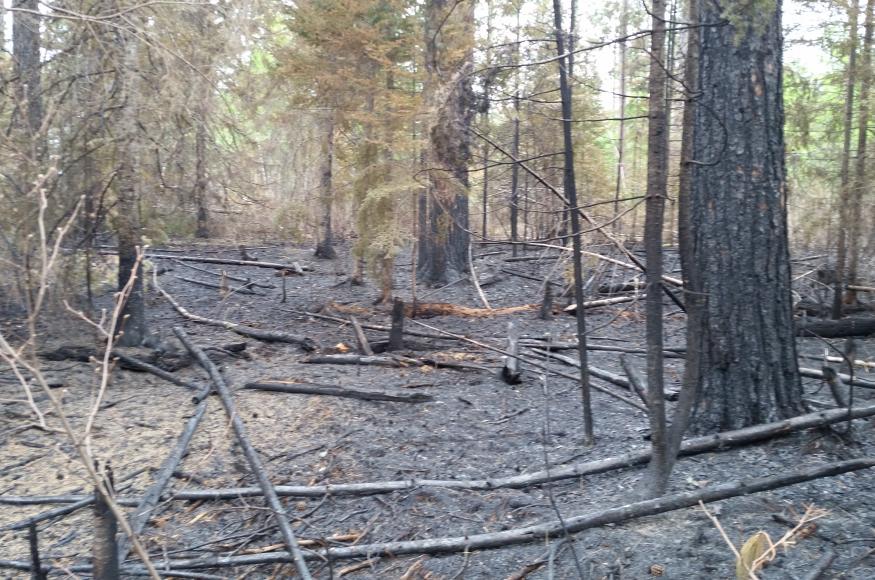 This recent prescribed burn killed more than 80 percent of understory balsam in a mature pine stand, with less than 10 percent mortality of the overstory trees. 