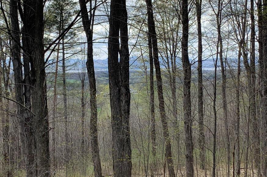 View from trail in Mt. Philo State Park