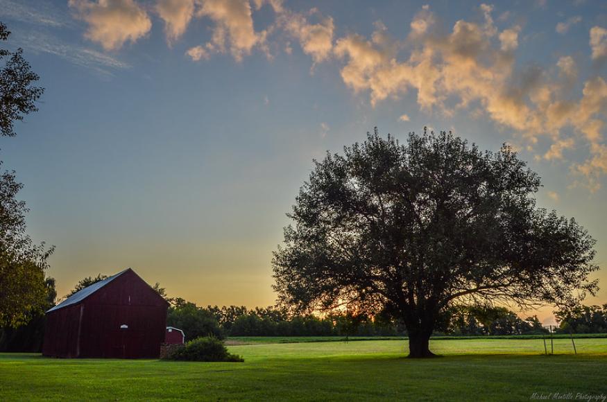 Silhouette of tree at dusk. 