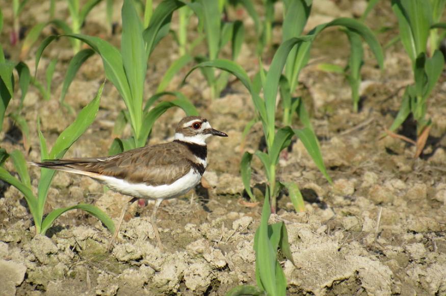 Shore bird with white belly and grayish tan feathers.