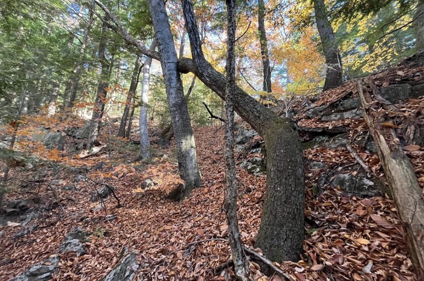 Old hemlock forest