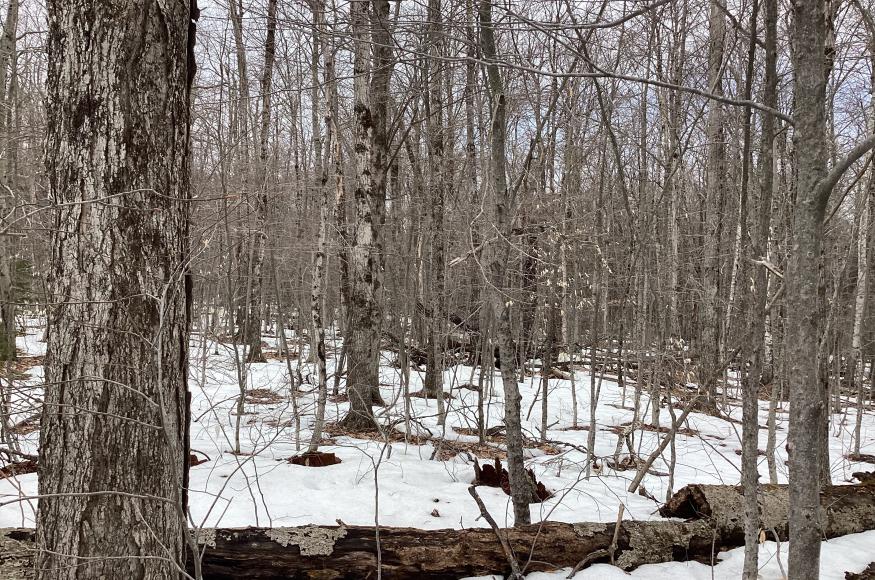 Northern hardwood stand