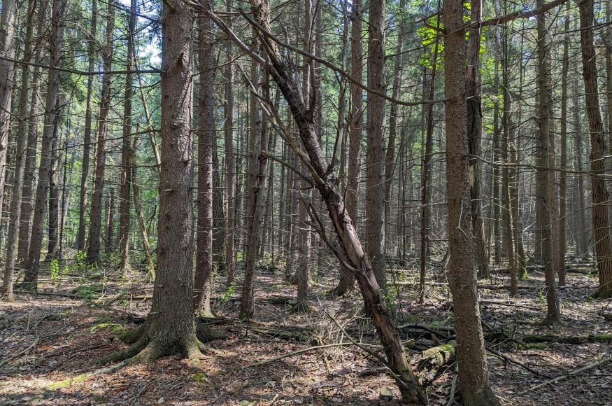 Undesirable Norway spruce plantation planned to be cut with small aspen suckers that should respond well to an aggressive cut. 
