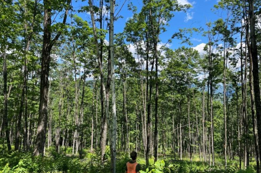 Sugar maple forest