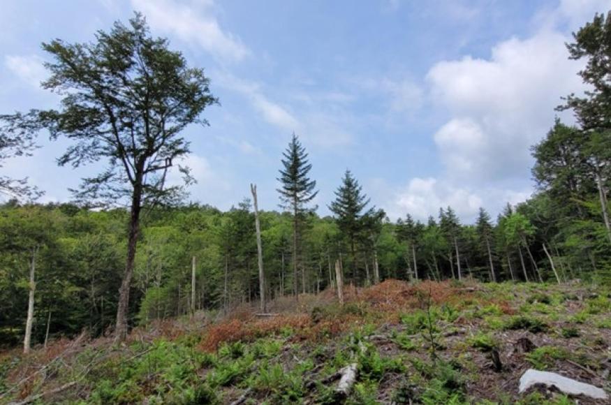 Clearing in the forest