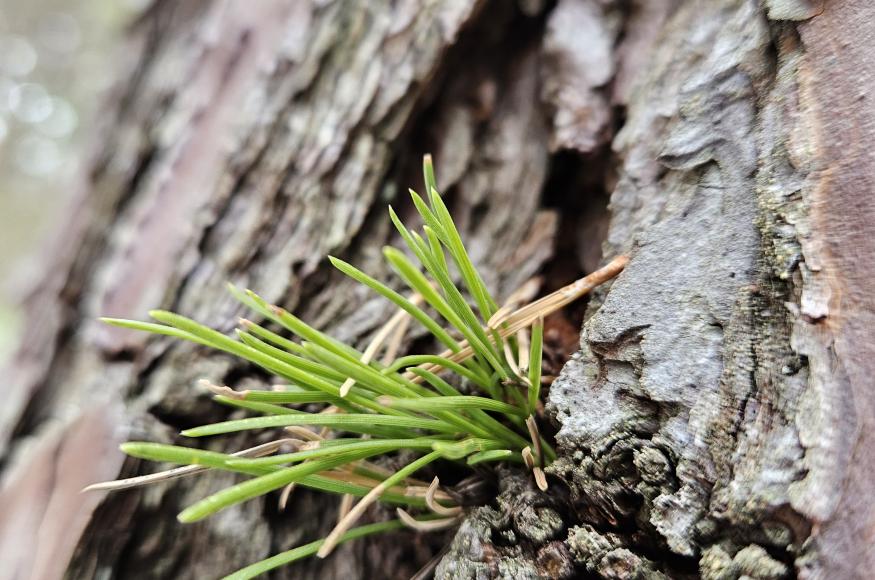 New growth of pitch pine needles