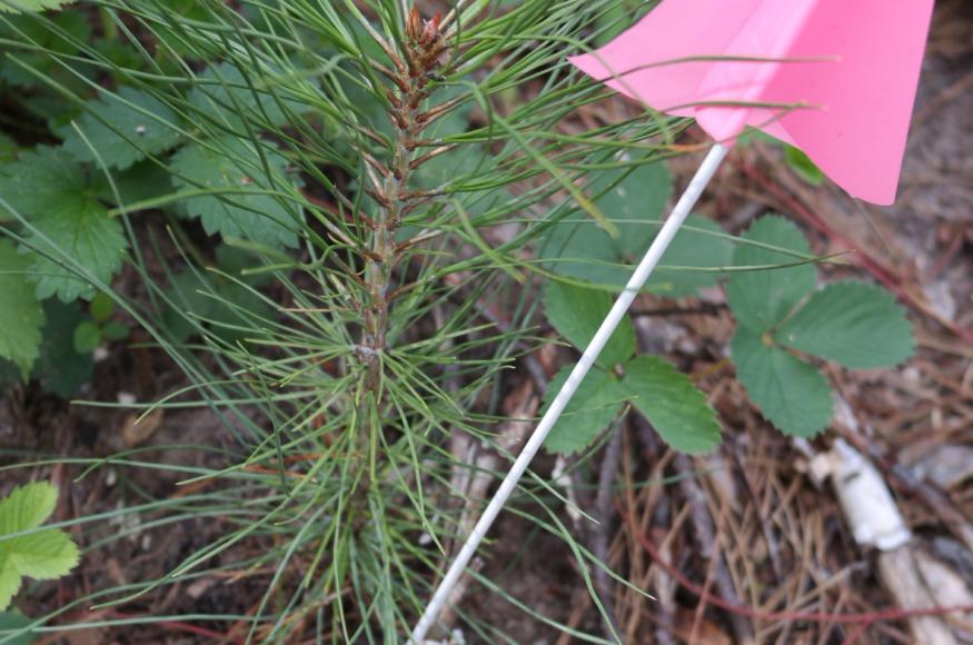 Ponderosa pine planted in the ASCC Transition treatment.