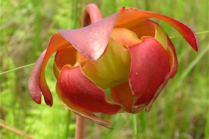 Purple pitcher-plant (Merel R. Black)