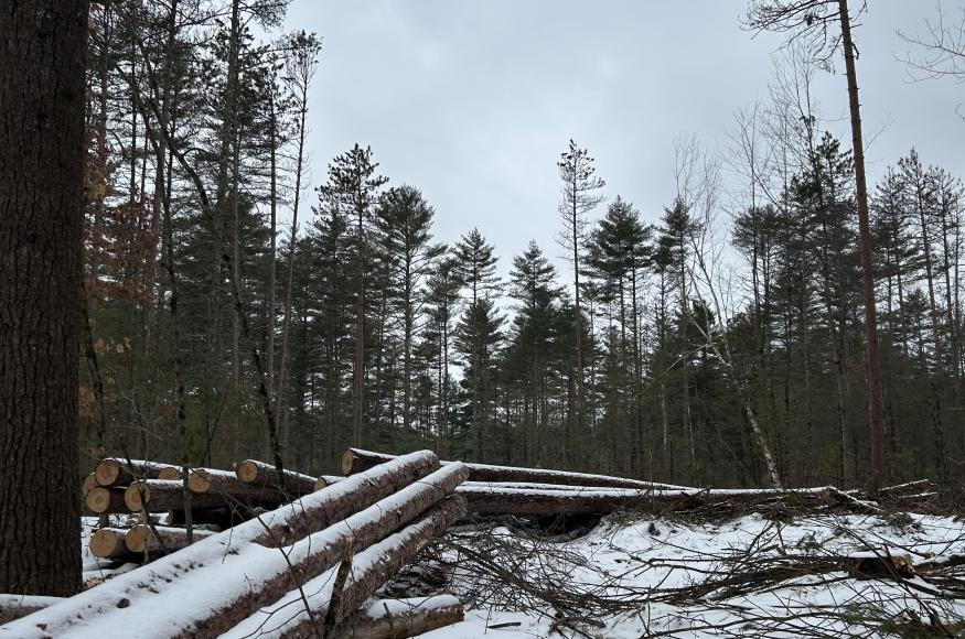 Harvested logs in the snow
