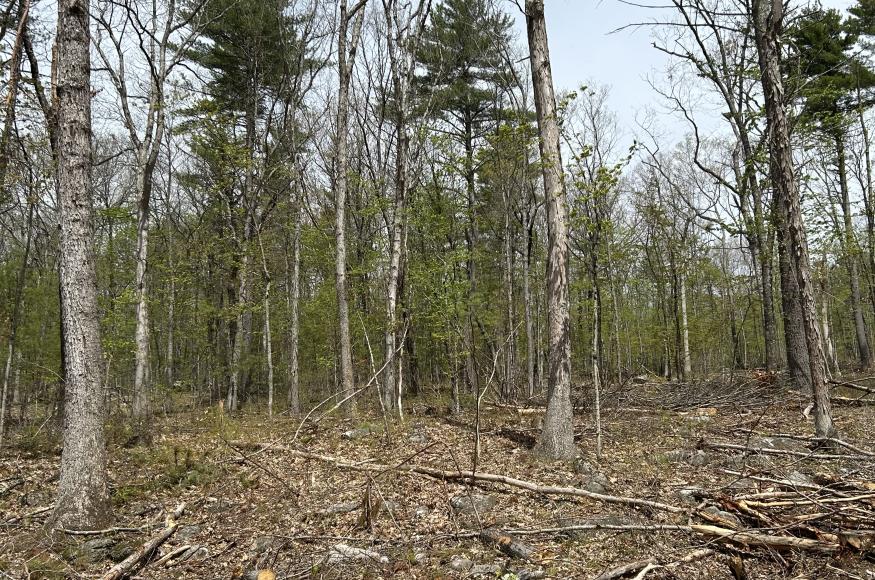Forest after a harvest with some trees