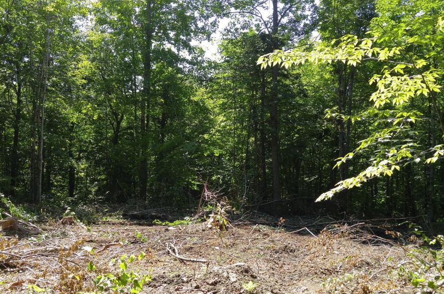 forest