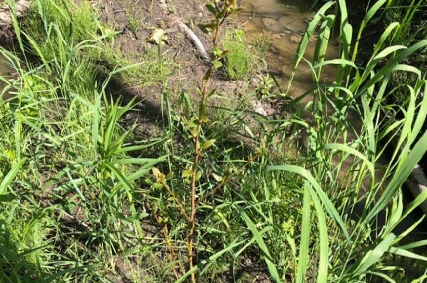 River birch planted in 2020