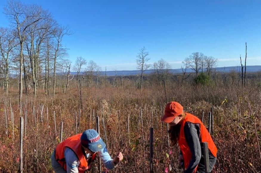 View of Rothrock State Forest planting site. 