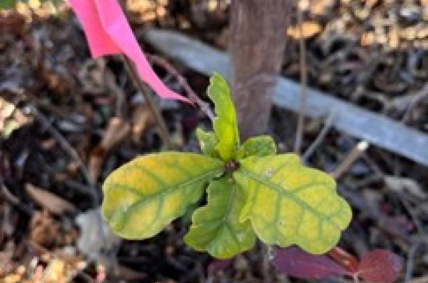 Planted seedling at Rothrock State Forest site.