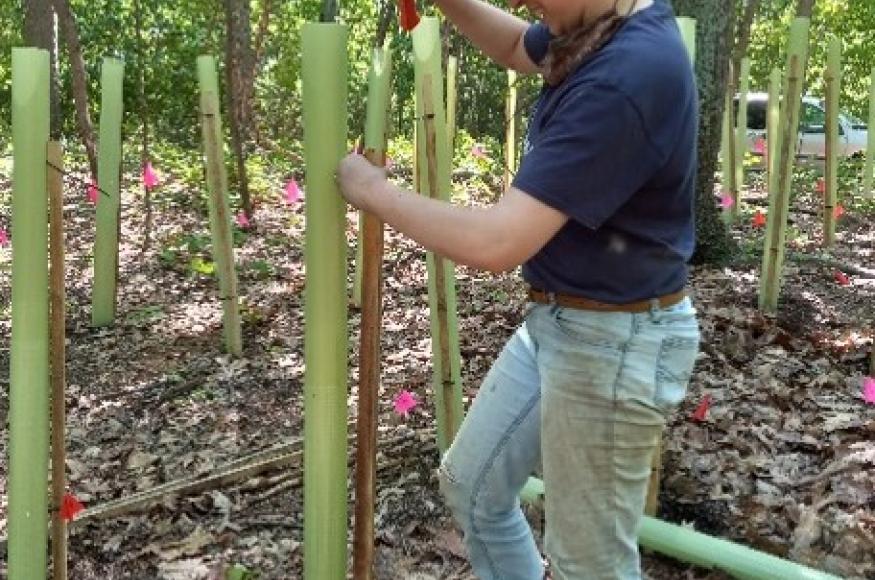 A researcher installs a tube over a planted seedling at Stone Valley Experimental Forest. 