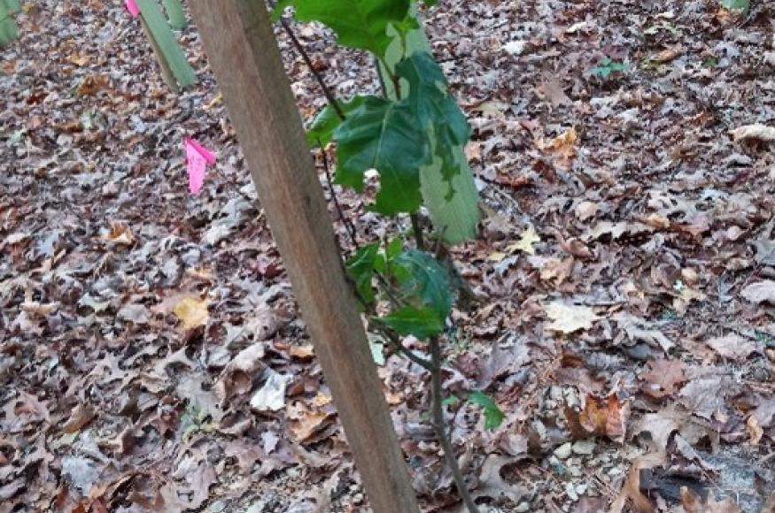  A close-up view of a tree seedling before a tube is installed to protect it from herbivory.