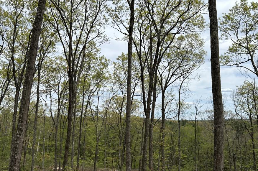 A forest with spaced out trees beginning to grow leaves