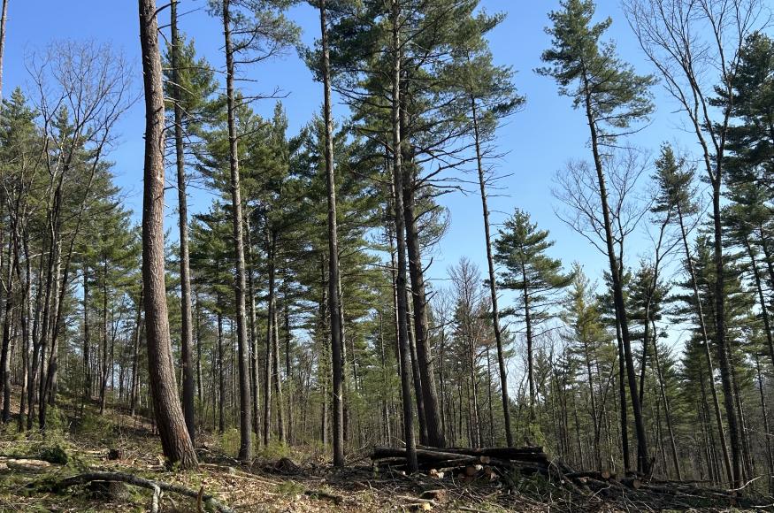 White pine forest on a slope with logging slash on the ground