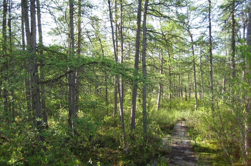 Tamarack Swamp (WI DNR)