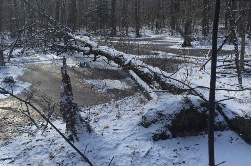 High water in a vernal pool in a northern hardwood forest