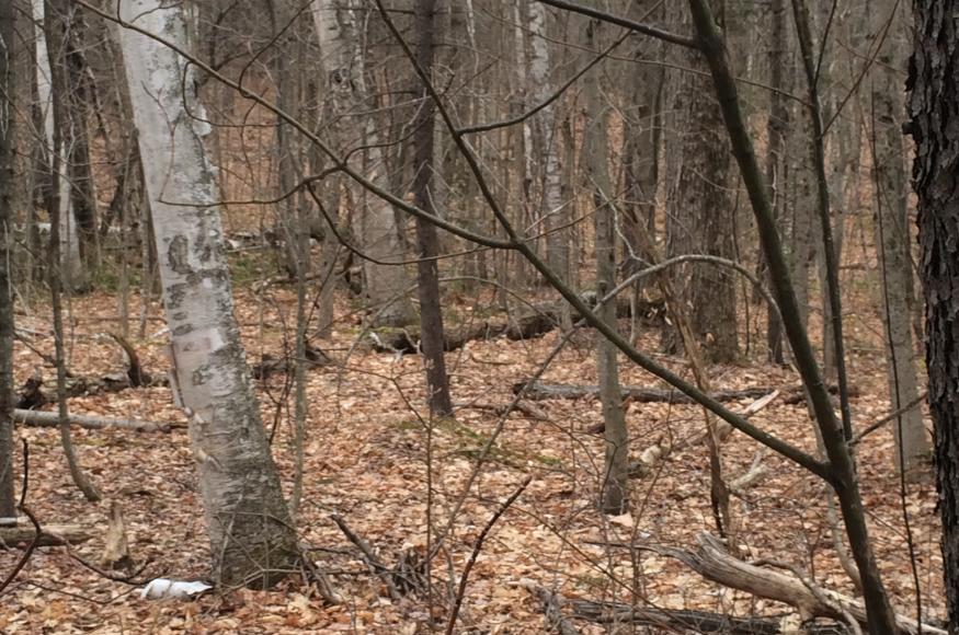 northern hardwood forest