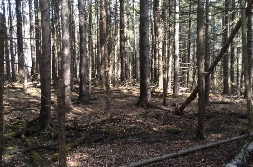 Norway spruce plantation forest
