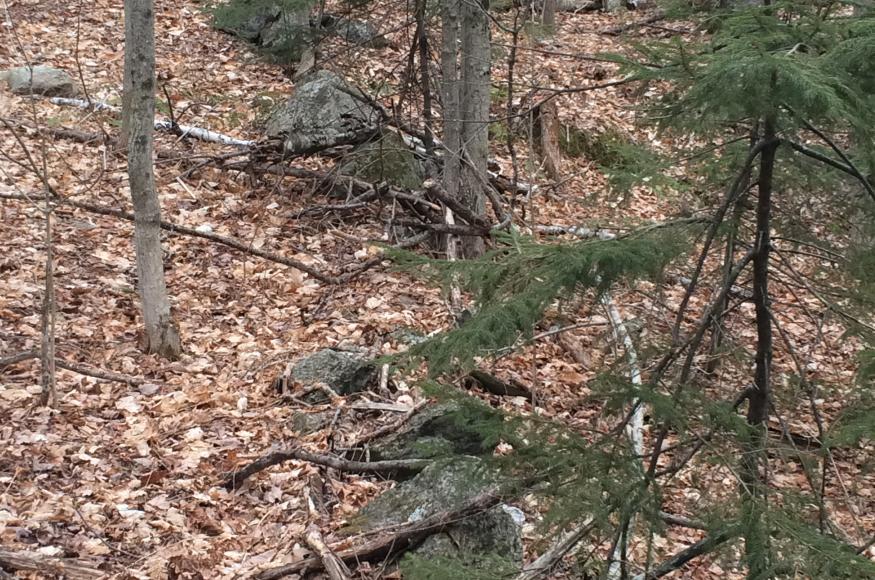 remnant stone wall in the forest