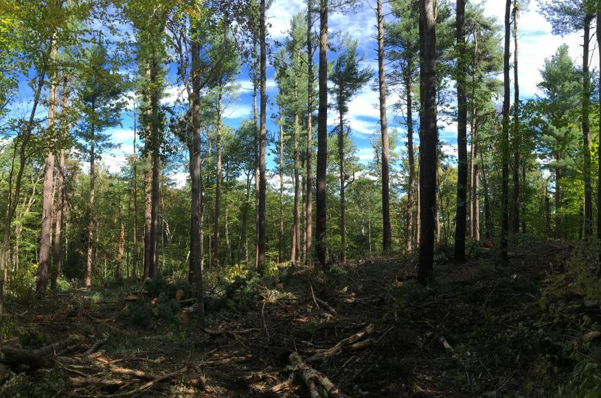 a panorama of a recently harvested forest