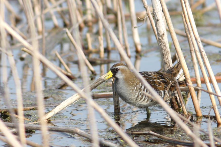 Closeup of a sora hiding among vegetation