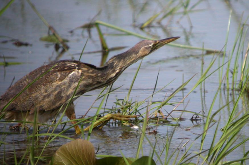 Closeup of American bittern