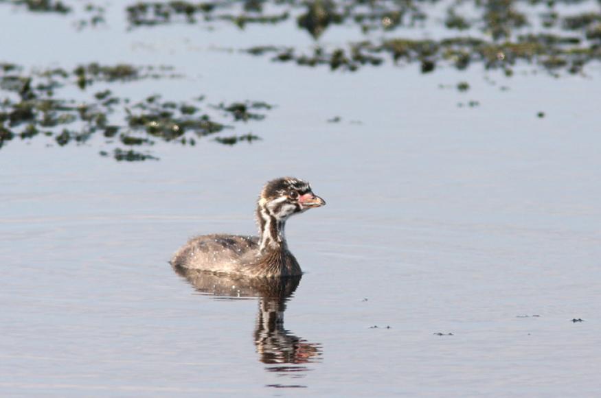 Closeup of juvenile Pied-billed Grebe