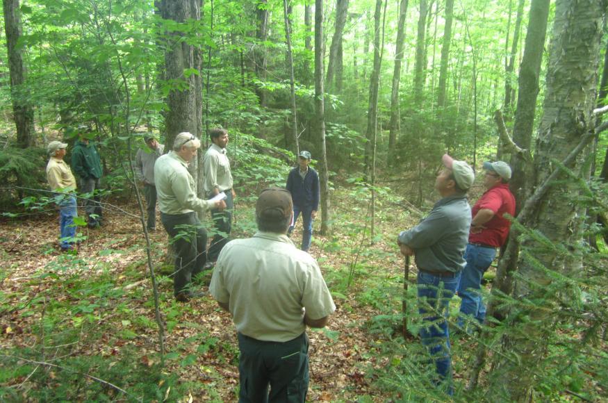 Seven adults stand in the forest and have a conversation