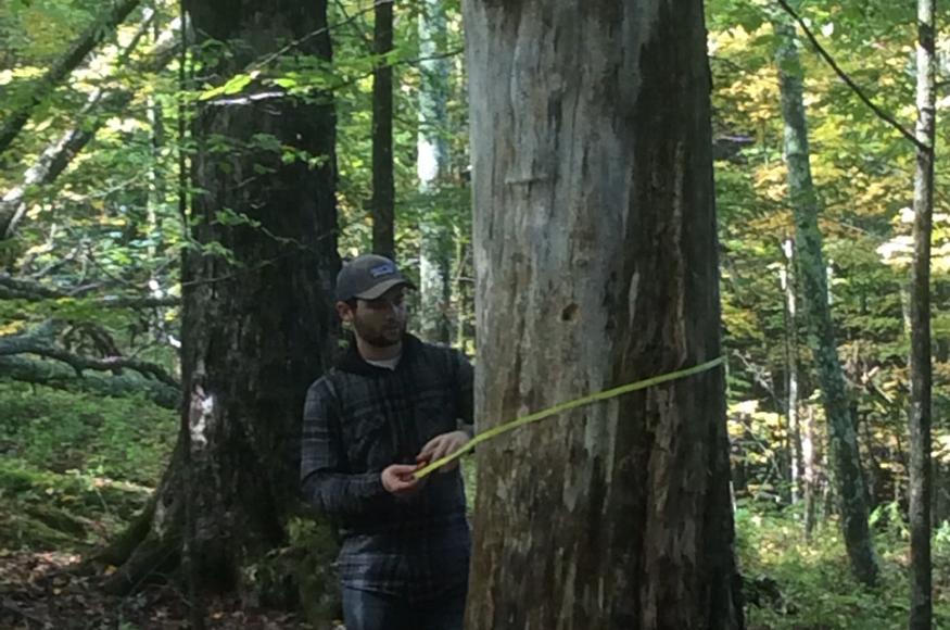 man measuring diameter of a large tree in the forest