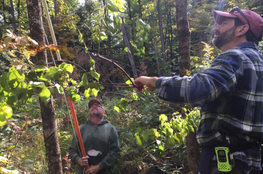 managers combat asiatic bittersweet vine in the forest