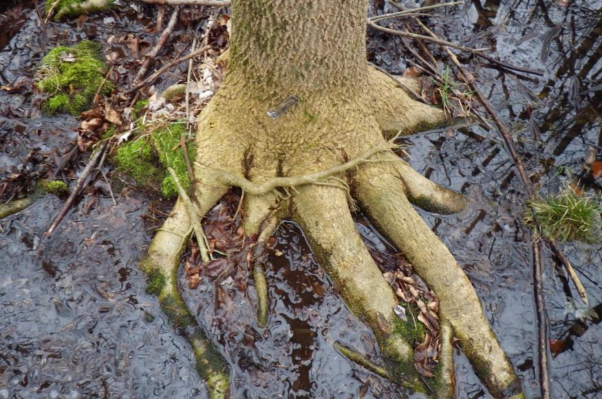 A black ash with a yellow injection port for EAB prevention
