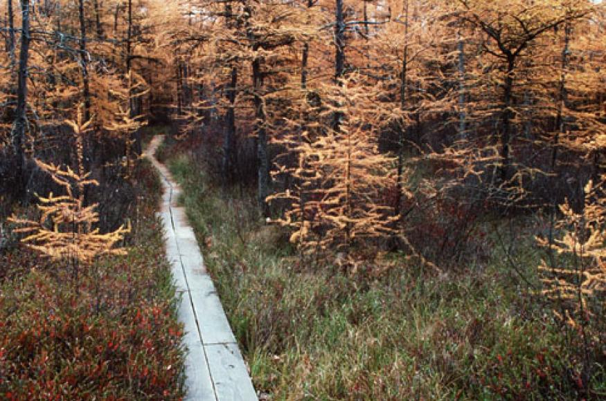 Boardwalk (WI DNR)