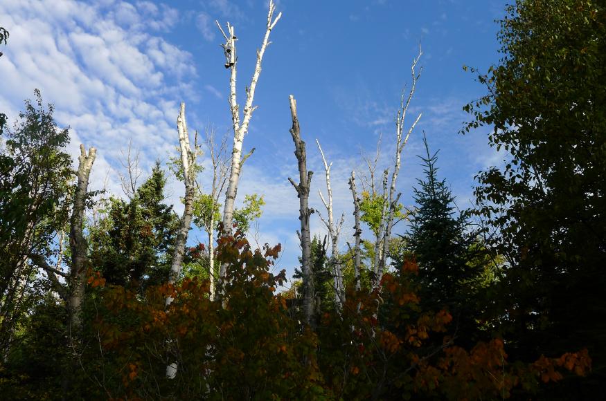 Declining paper birch in the North Shore project area. 