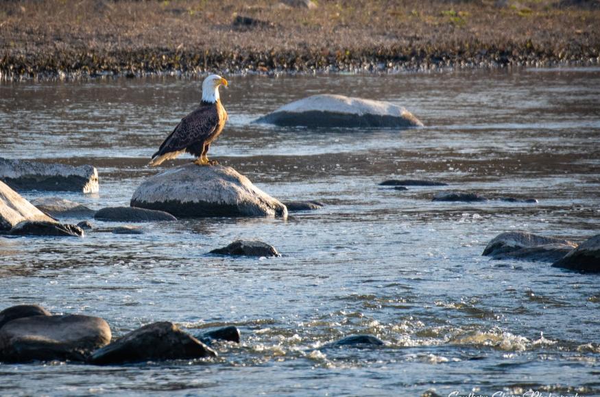 Bald Eagle.