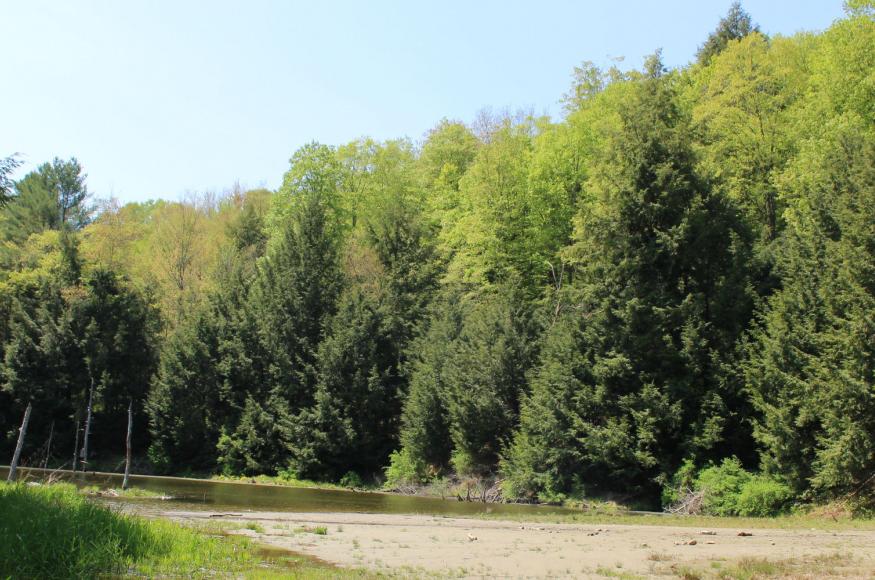 Beaver pond