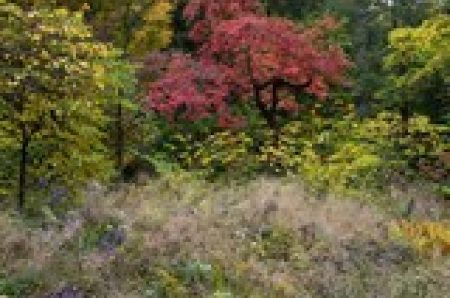 an array of tree with orange, red, and yellow leaves