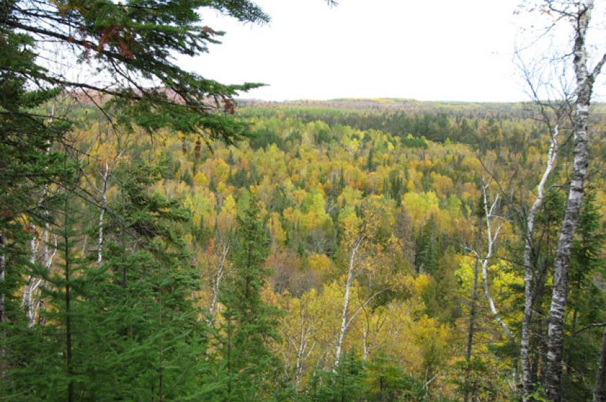 North Shore forest