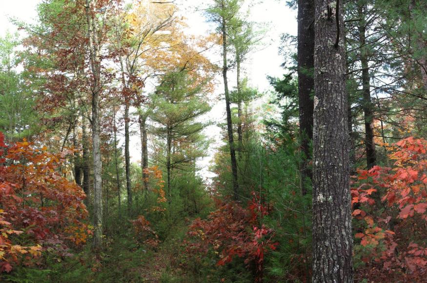A forest containing trees of various sizes and species.