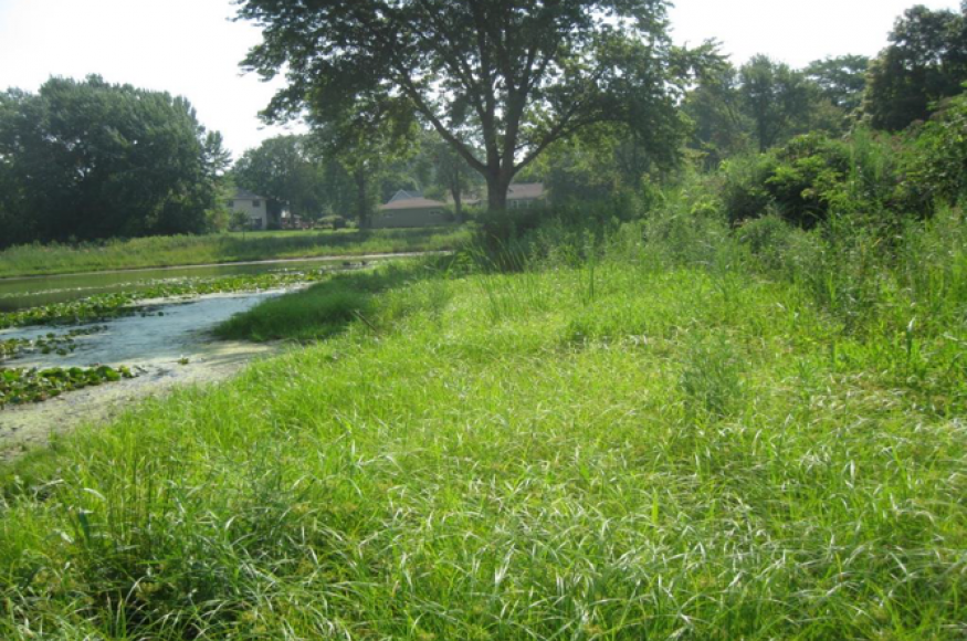 native plant-dominated detention basin