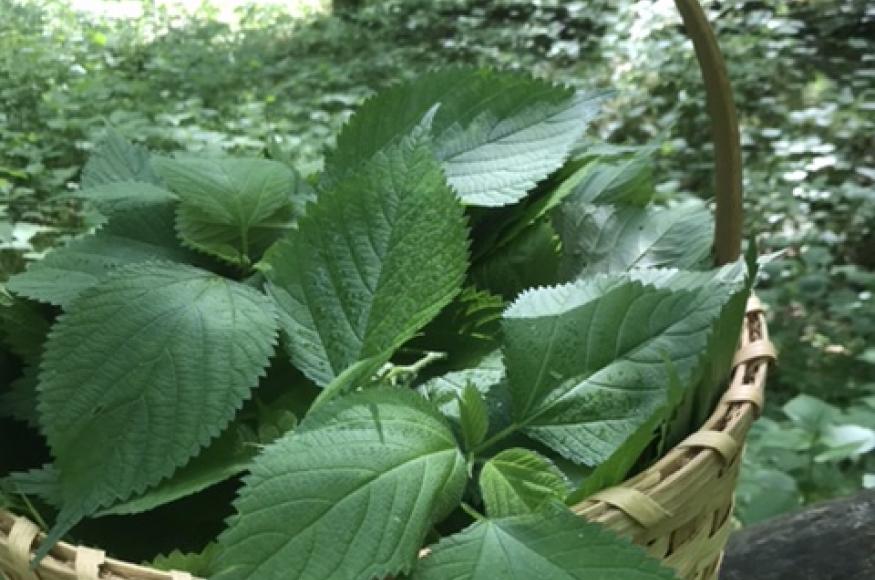 nettle basket
