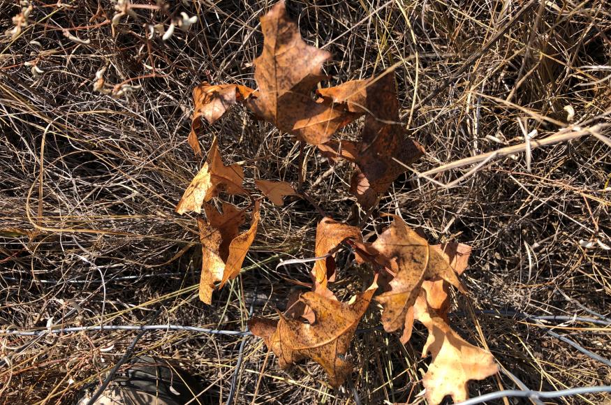 dead oak seedling