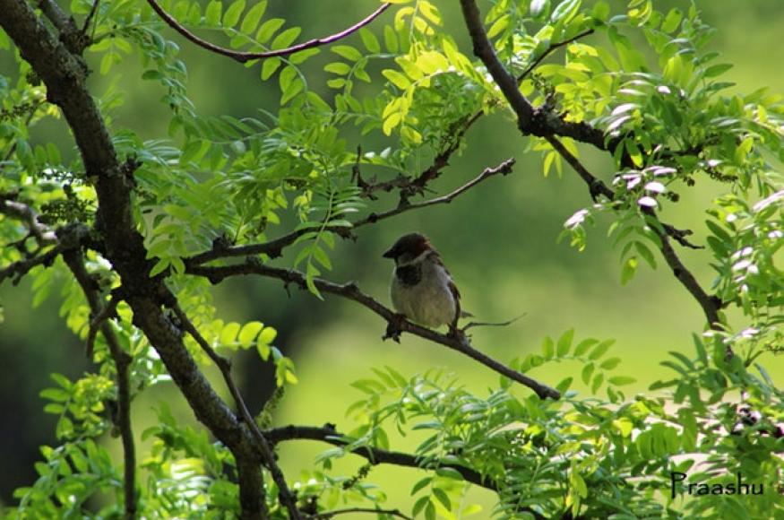 Bird in tree 