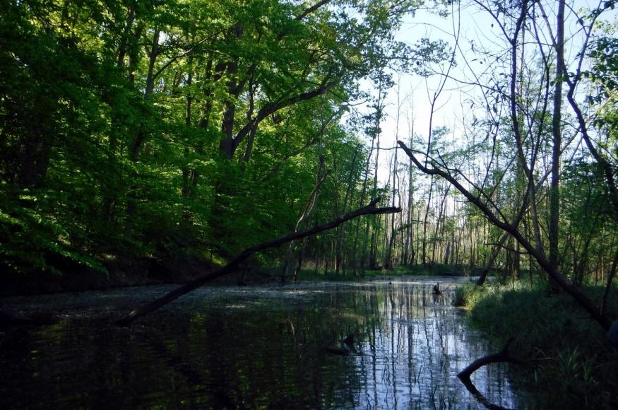 Riparian area